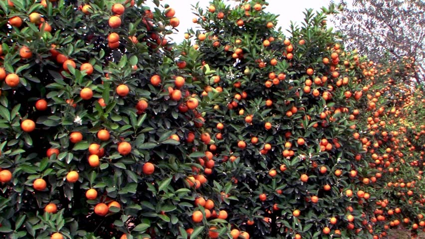 असिनापानीले दुई करोड बढीको सुन्तला नष्ट