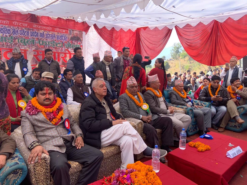 नुवाकोटमा यस वर्ष ५० हल गोरु जुधाइ