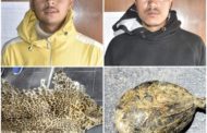 चितुवाको छाला र भालुको पित्तसहित २ जना पक्राउ