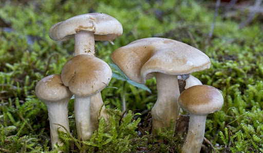 जंगली च्याउ खाँदा आमाछोरीको मृत्यु