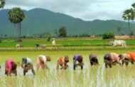 आज धान दिवसः किसानको पिर, रोपेर मुरी फलाउने दिन गए