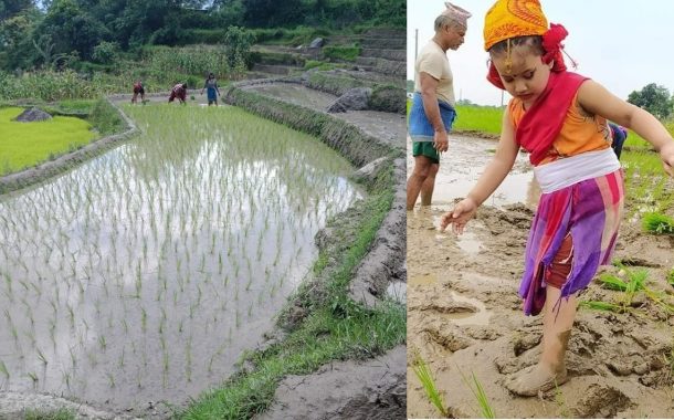 आज धान दिवसः खेतमा किसान (सामाजिक सञ्जालमा भेटिएका केही तस्बिर)