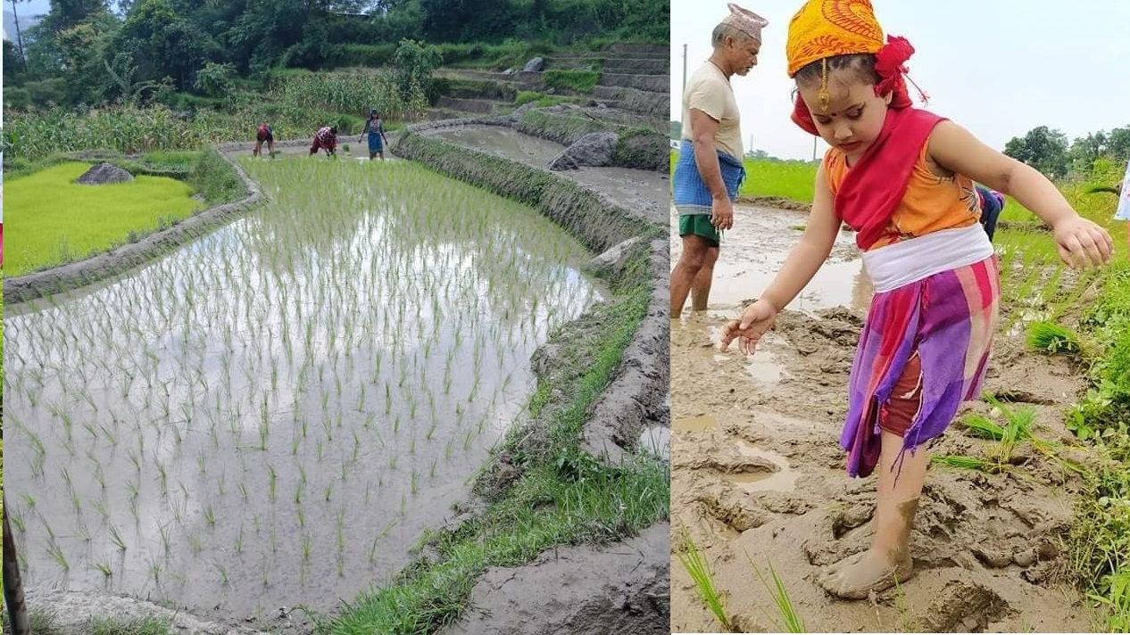आज धान दिवसः खेतमा किसान (सामाजिक सञ्जालमा भेटिएका केही तस्बिर)