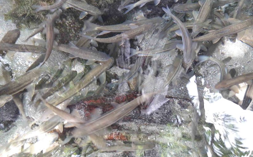 आहा ! माछा