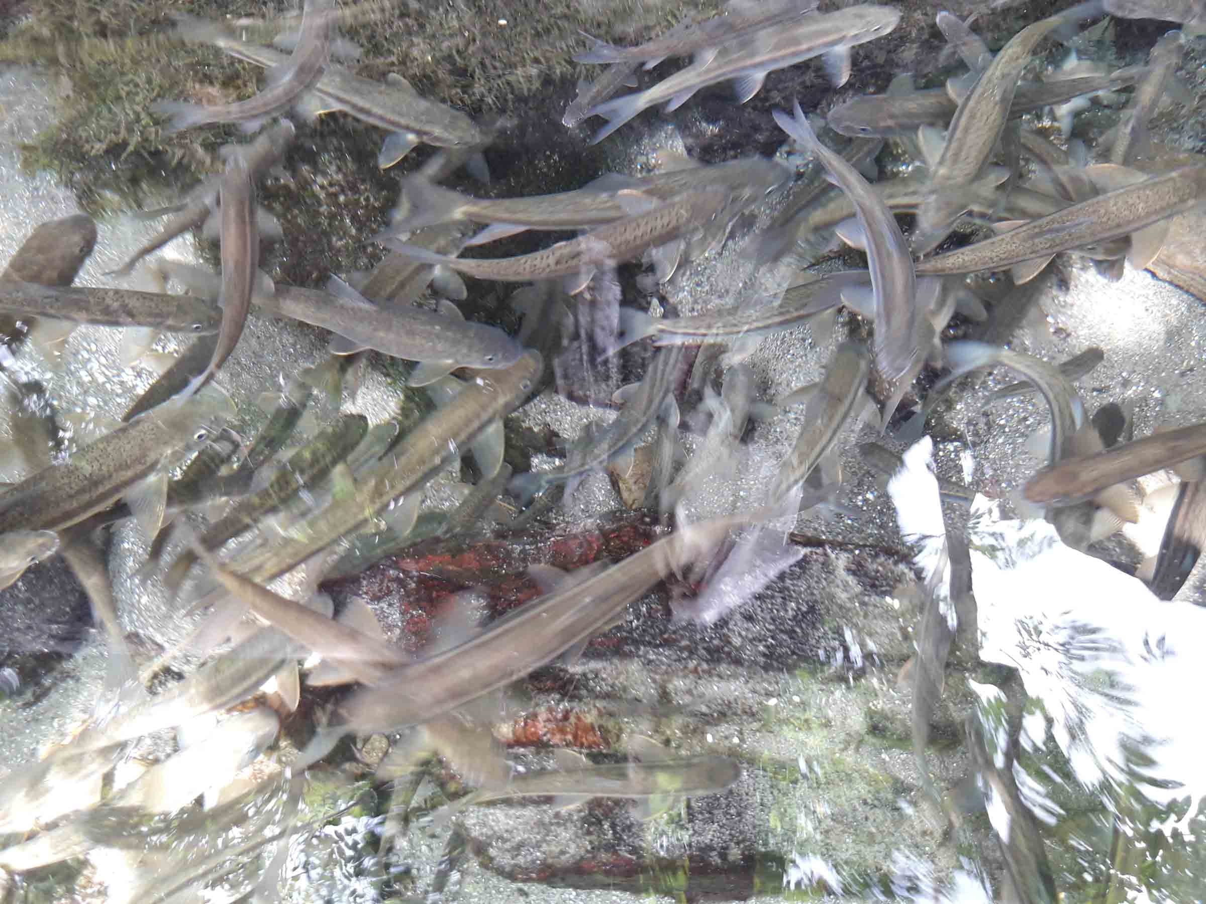 आहा ! माछा