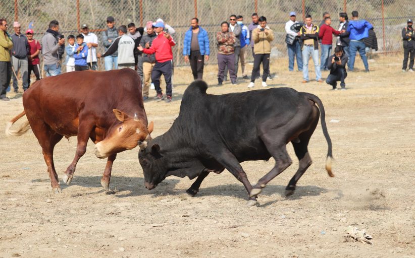 नुवाकोटमा जुधाइयो ३८ हल गोरु