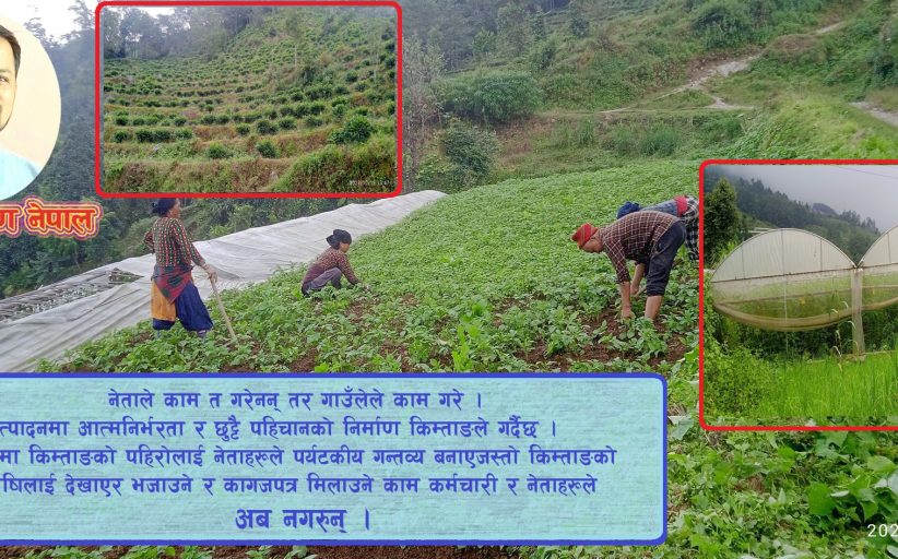 कृषि क्रान्तिको 'किम्ताङ मोडल'